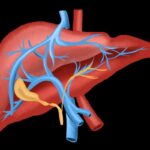 3D human body with highlighted liver in orange