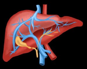 3D human body with highlighted liver in orange